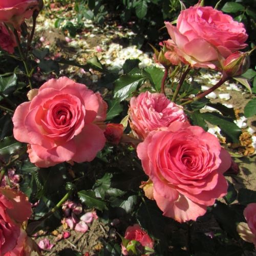 Růžová - Stromkové růže, květy kvetou ve skupinkách - stromková růže s keřovitým tvarem koruny